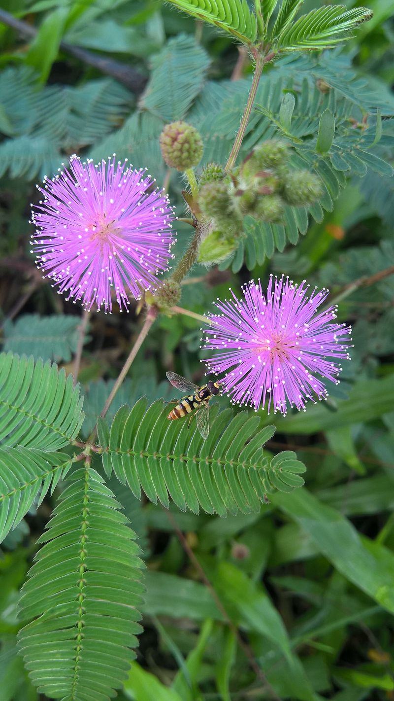 Northeast India, India