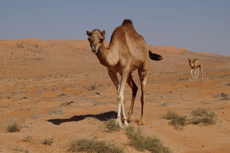 Oman